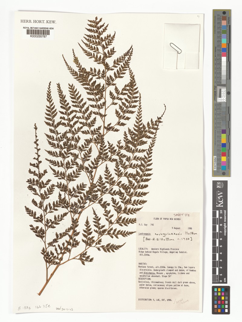 Parapolystichum novoguineense photo 4