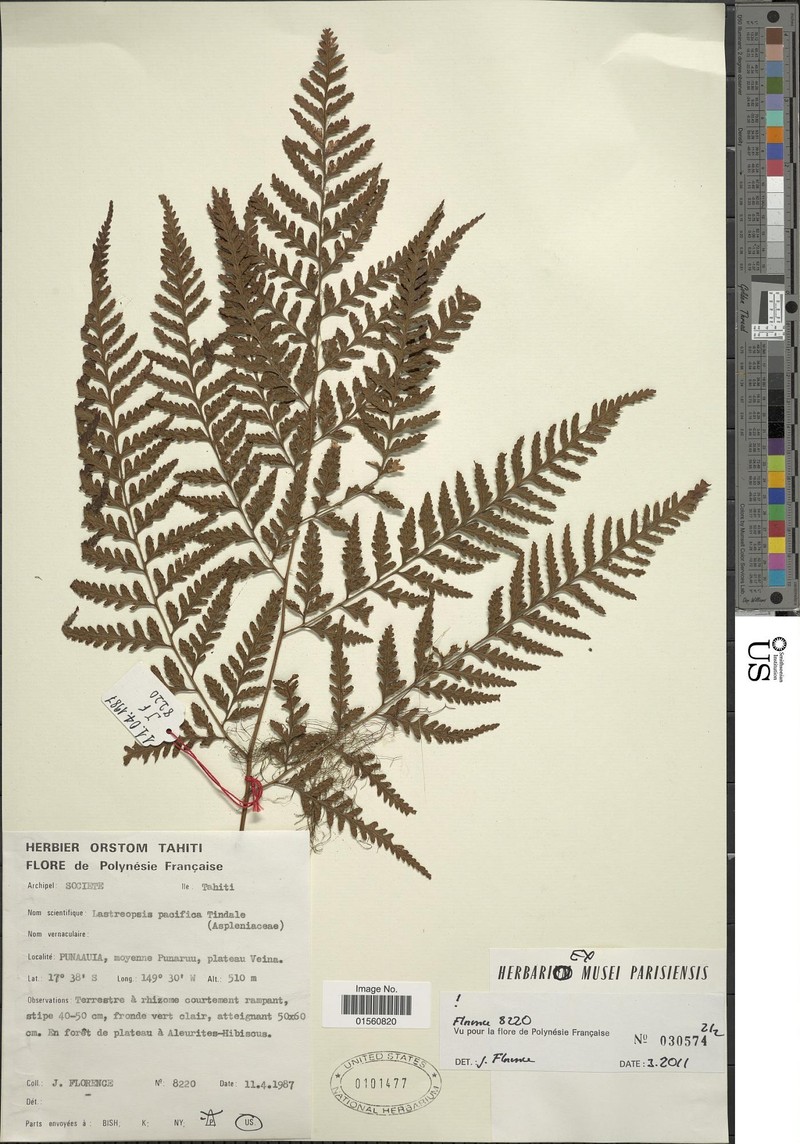 Parapolystichum pacificum photo 2