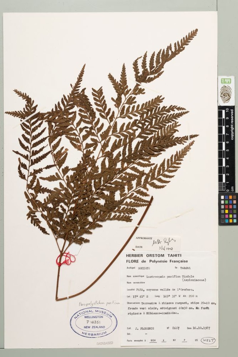 Parapolystichum pacificum photo 3
