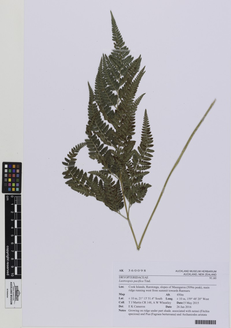Parapolystichum pacificum
