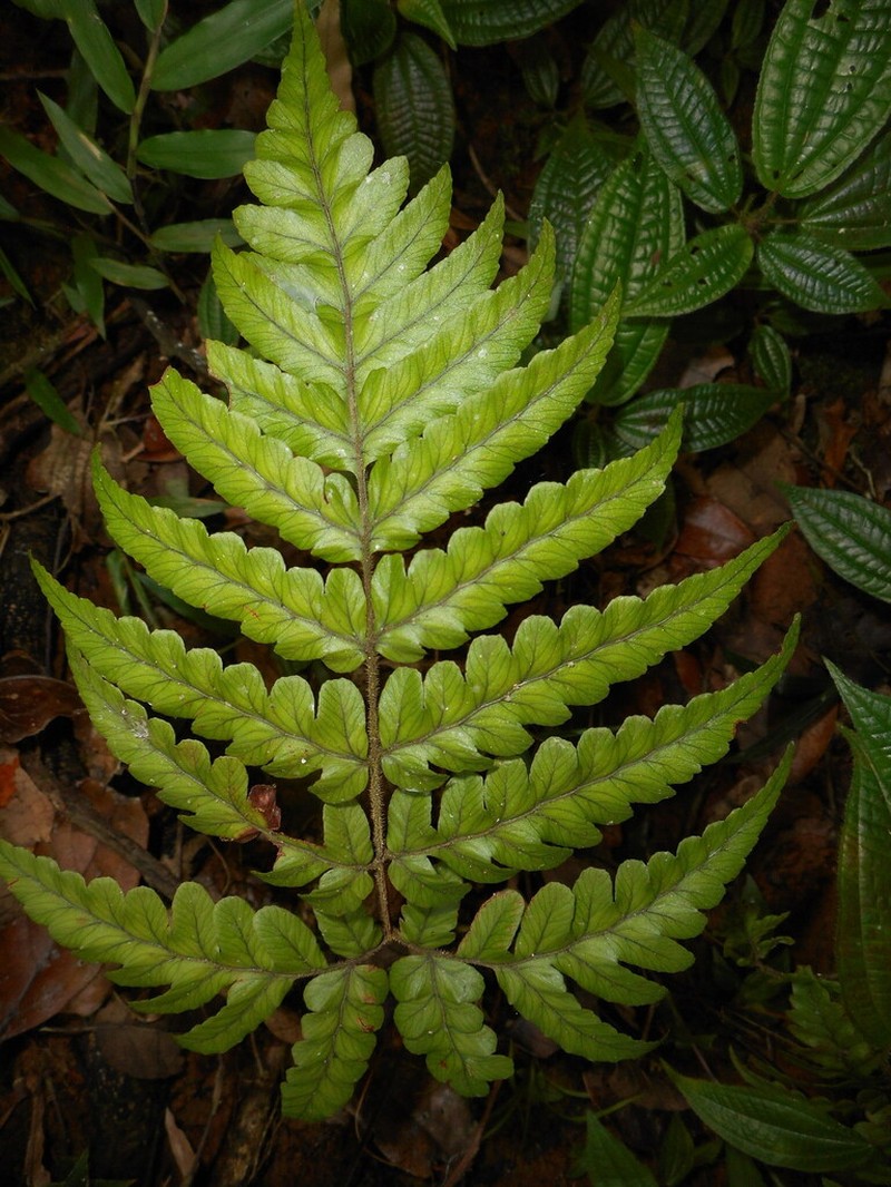 Parapolystichum pseudoperrierianum