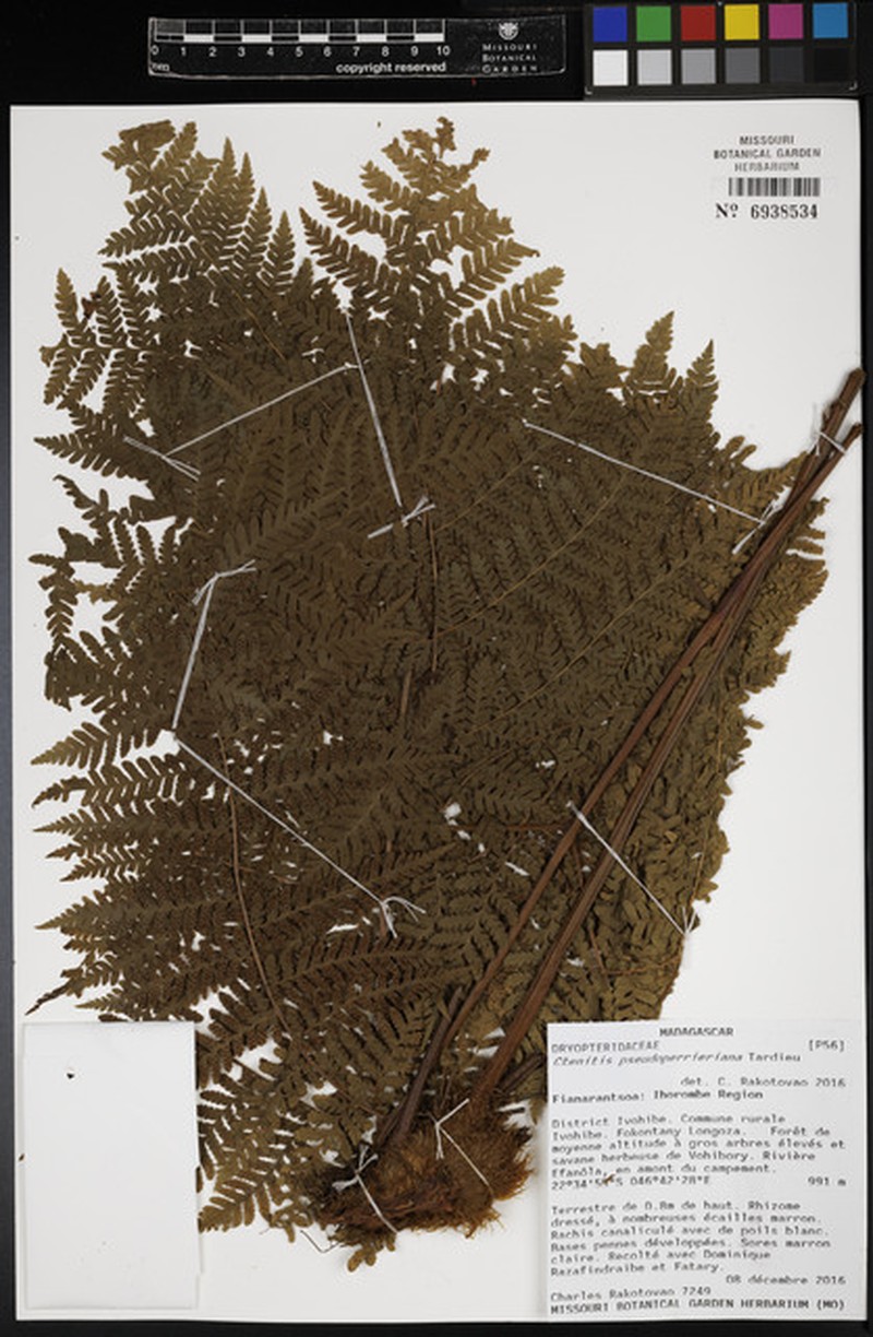 Parapolystichum pseudoperrierianum photo 2