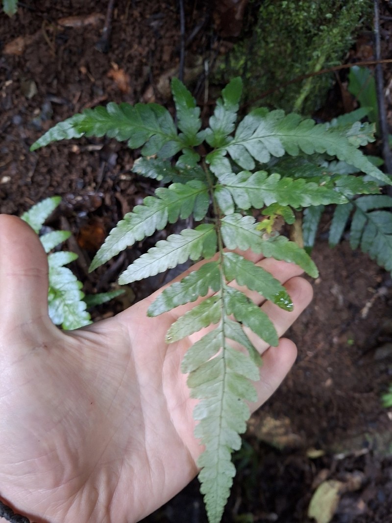 Parapolystichum rufescens