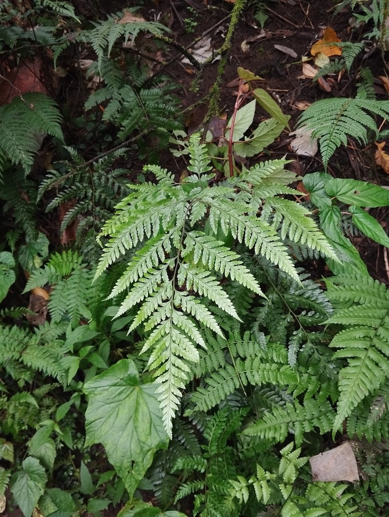 Parapolystichum rufescens photo 2