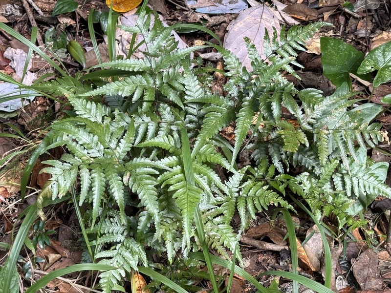 Parapolystichum rufescens photo 3