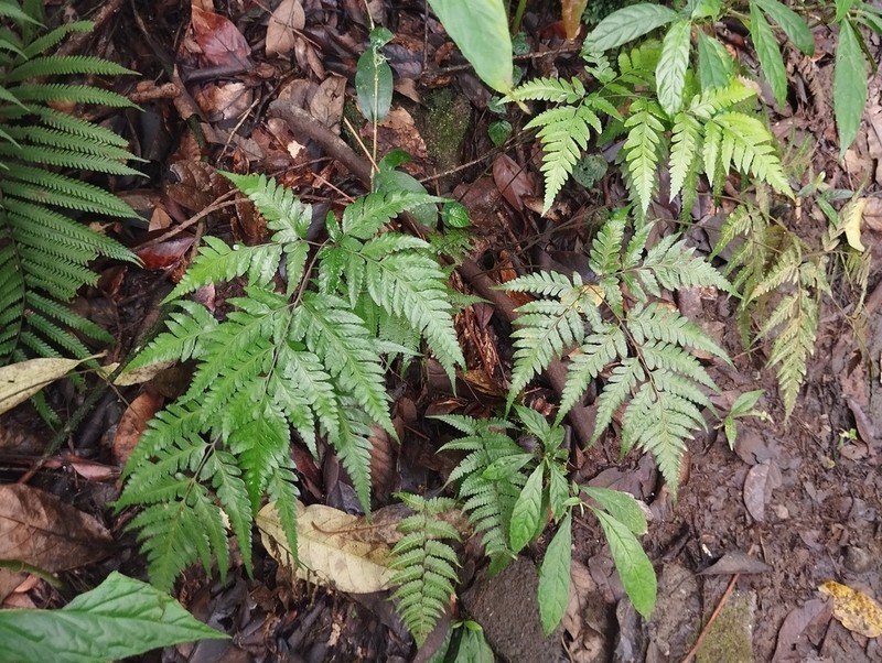 Parapolystichum rufescens photo 4