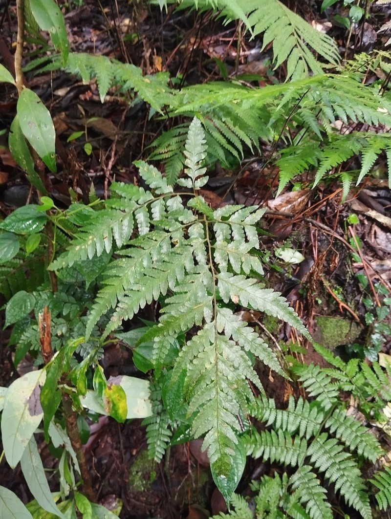 Parapolystichum rufescens photo 5