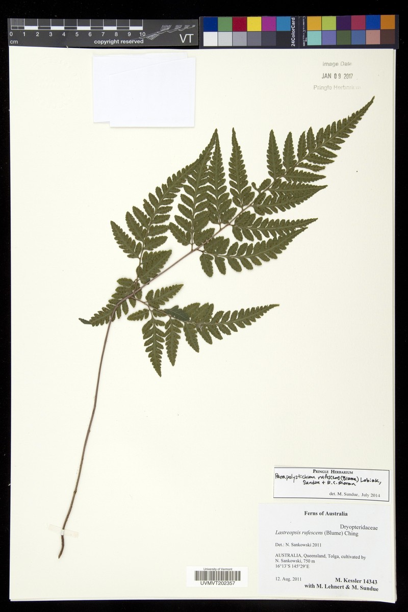 Parapolystichum rufescens photo 6