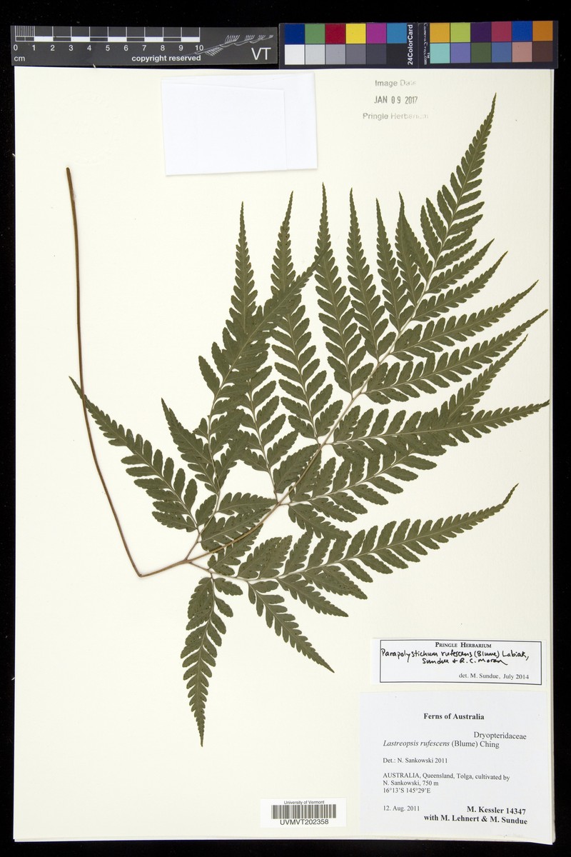 Parapolystichum rufescens photo 7