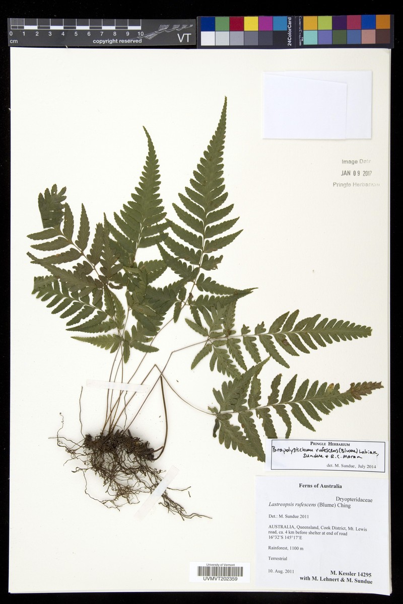 Parapolystichum rufescens photo 8