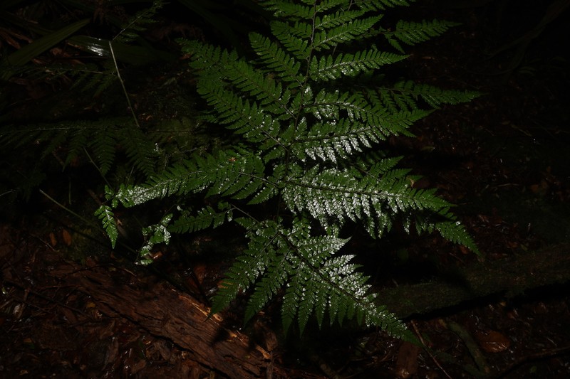 Parapolystichum smithianum