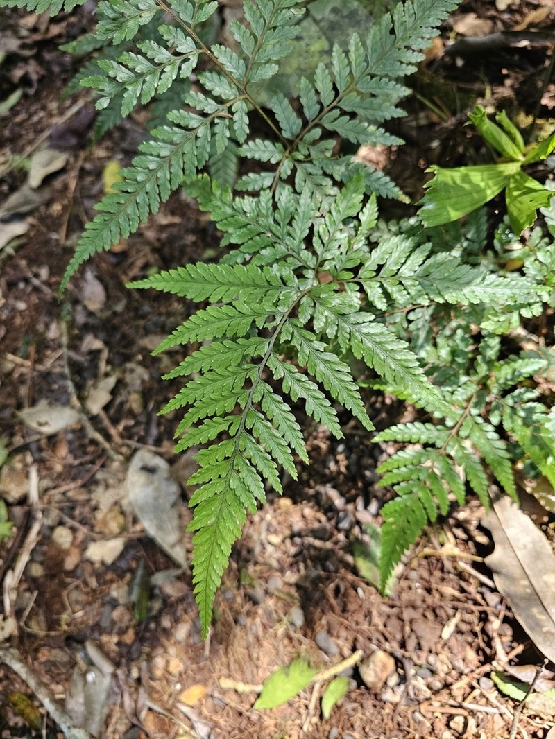 Parapolystichum smithianum photo 2