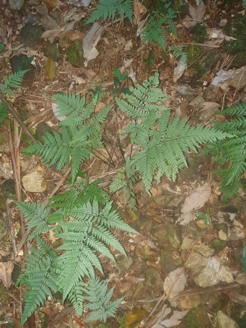 Parapolystichum smithianum photo 4