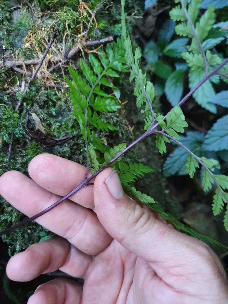 Parapolystichum smithianum photo 5