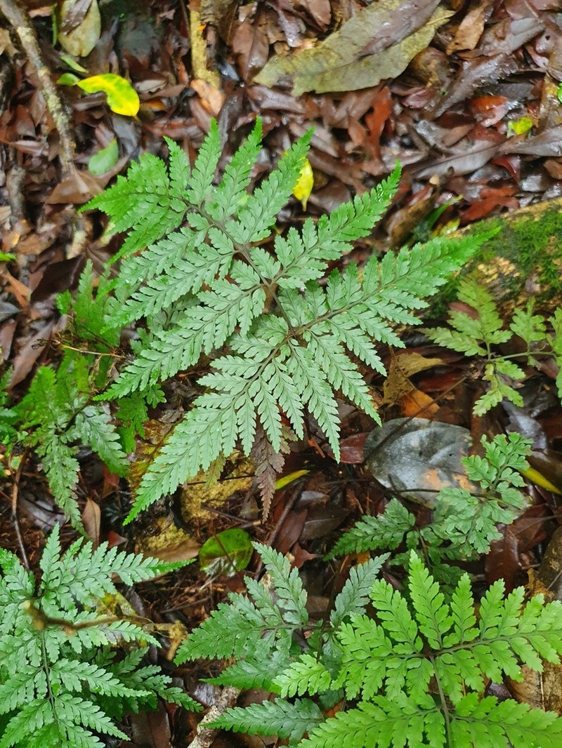 Parapolystichum smithianum photo 6
