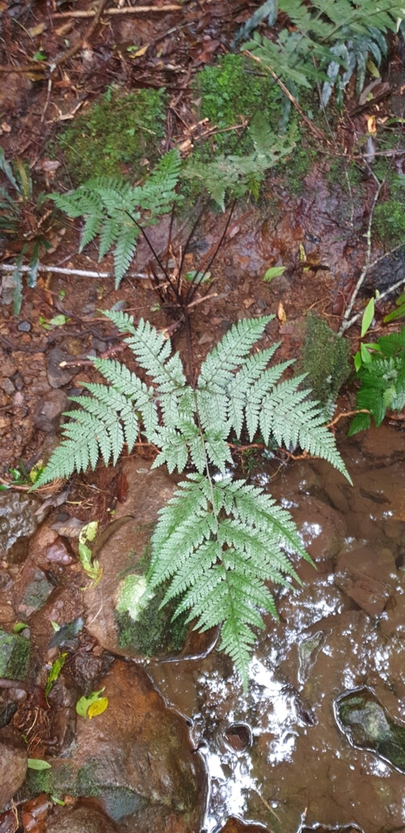 Parapolystichum smithianum photo 7