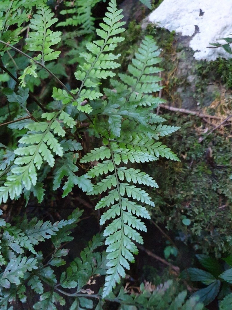 Parapolystichum smithianum photo 8