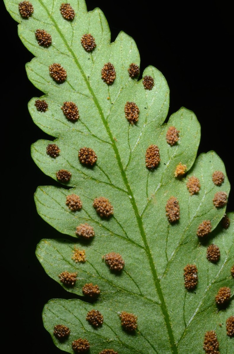 Parapolystichum vogelii