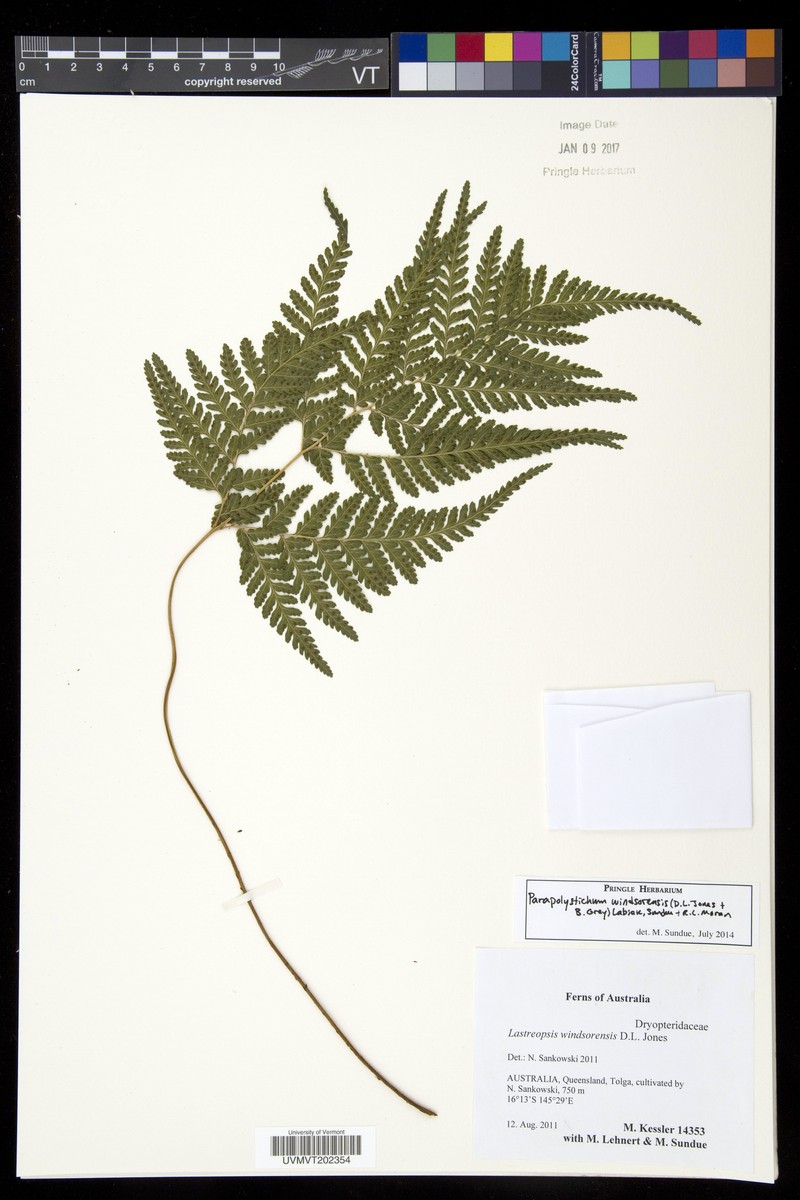 Parapolystichum windsorense