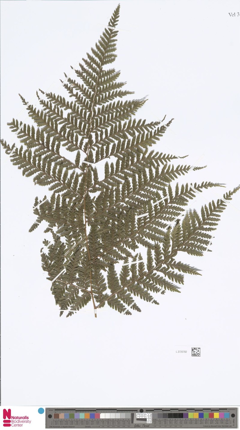 Parapolystichum windsorense photo 2