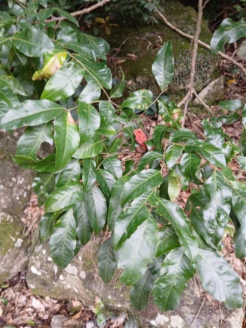 Pararchidendron pruinosum var. pruinosum