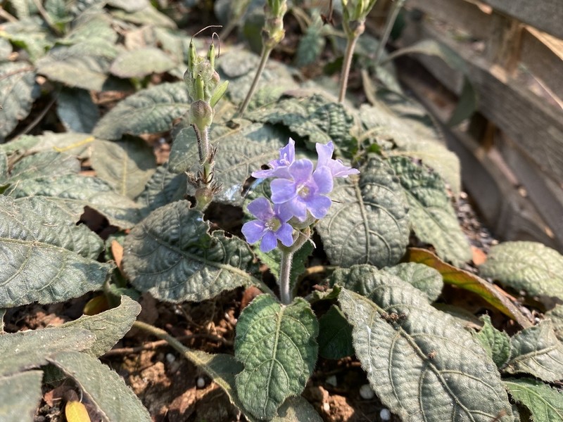 Pararuellia delavayana photo 2