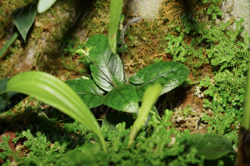 Pararuellia delavayana photo 3