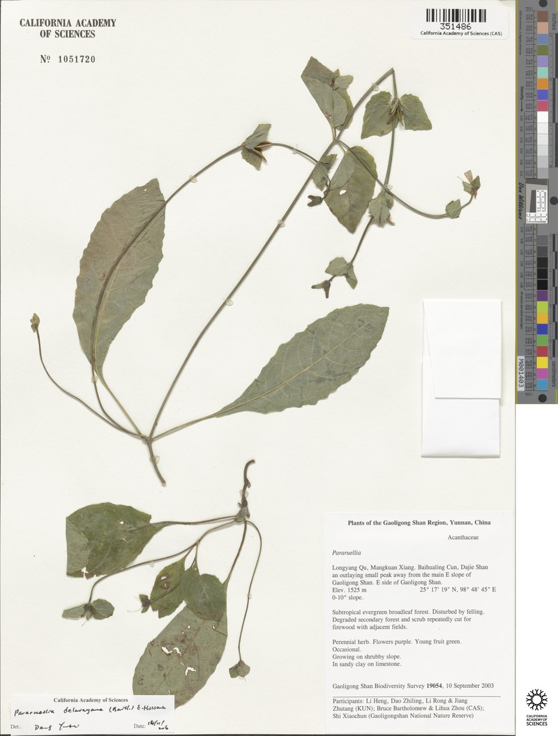 Pararuellia delavayana photo 4