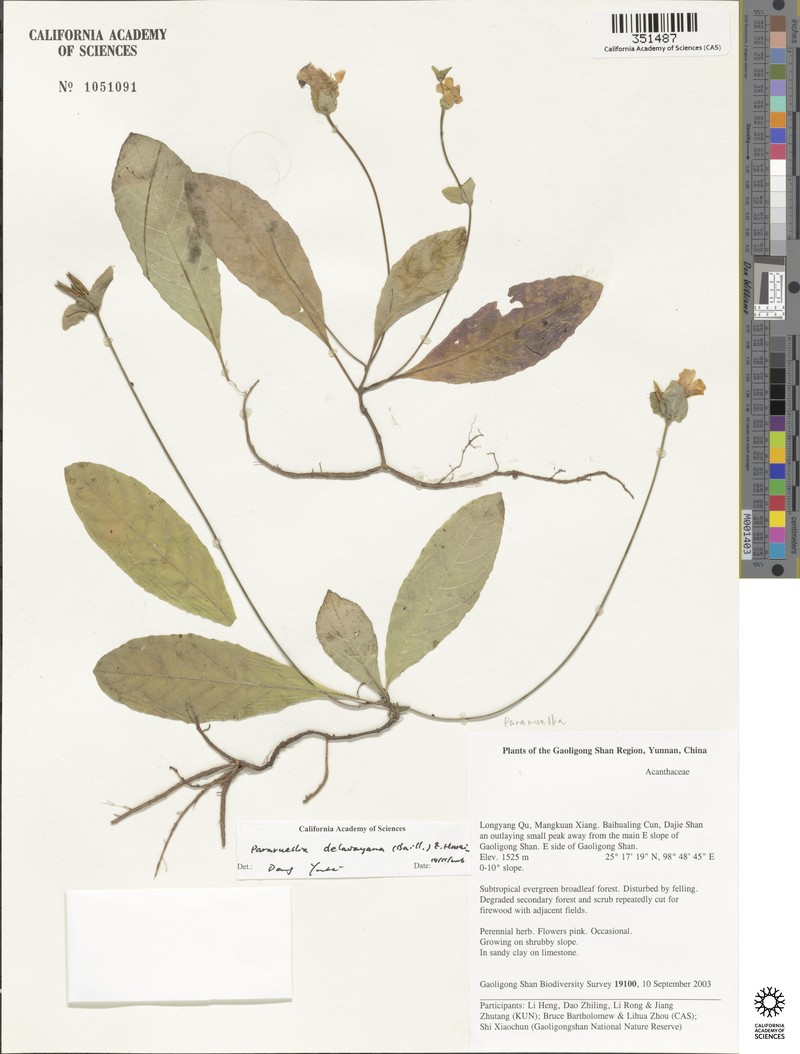 Pararuellia delavayana photo 5