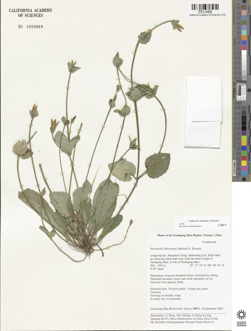 Pararuellia delavayana photo 6