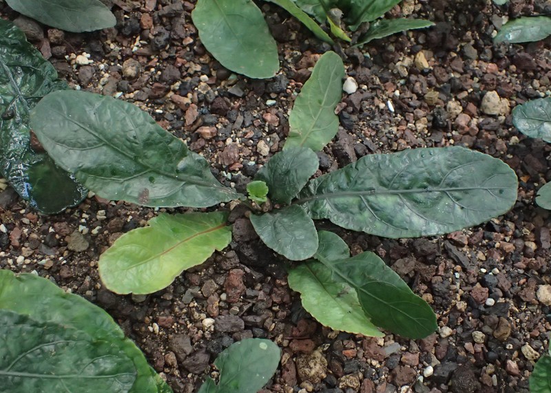 Pararuellia delavayana