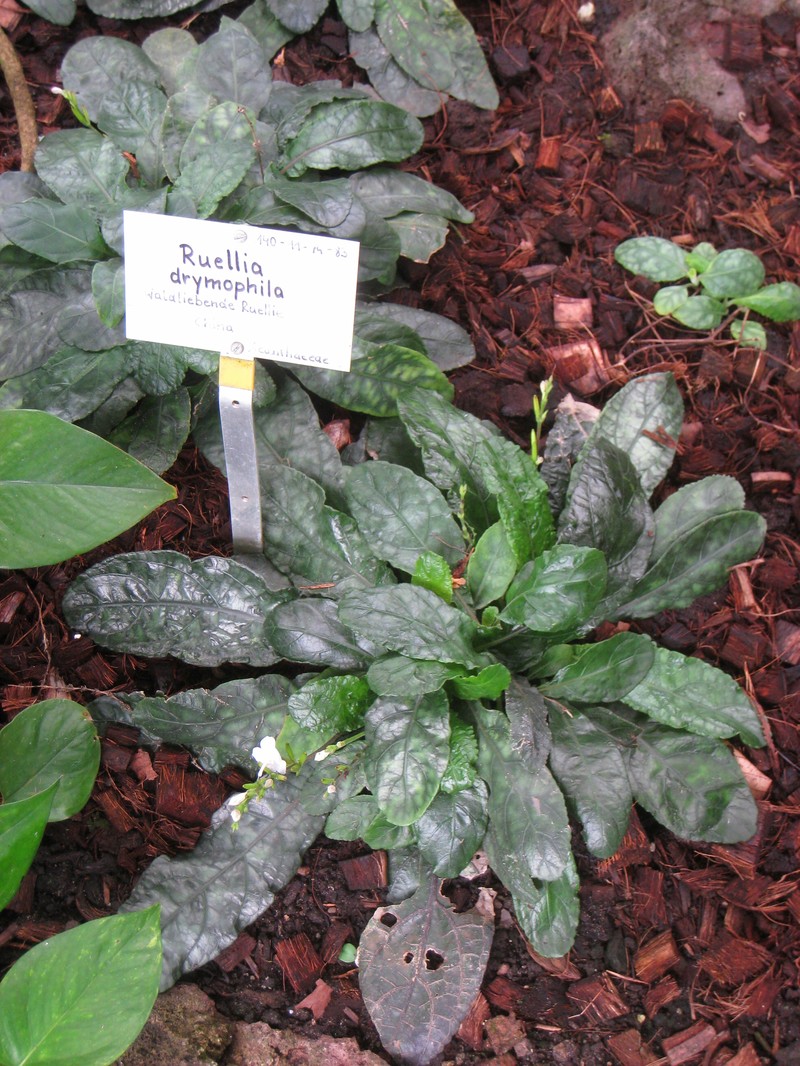 Pararuellia delavayana photo 7