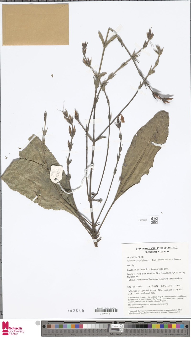 Pararuellia flagelliformis