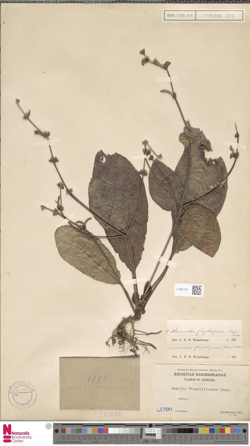 Pararuellia flagelliformis photo 2