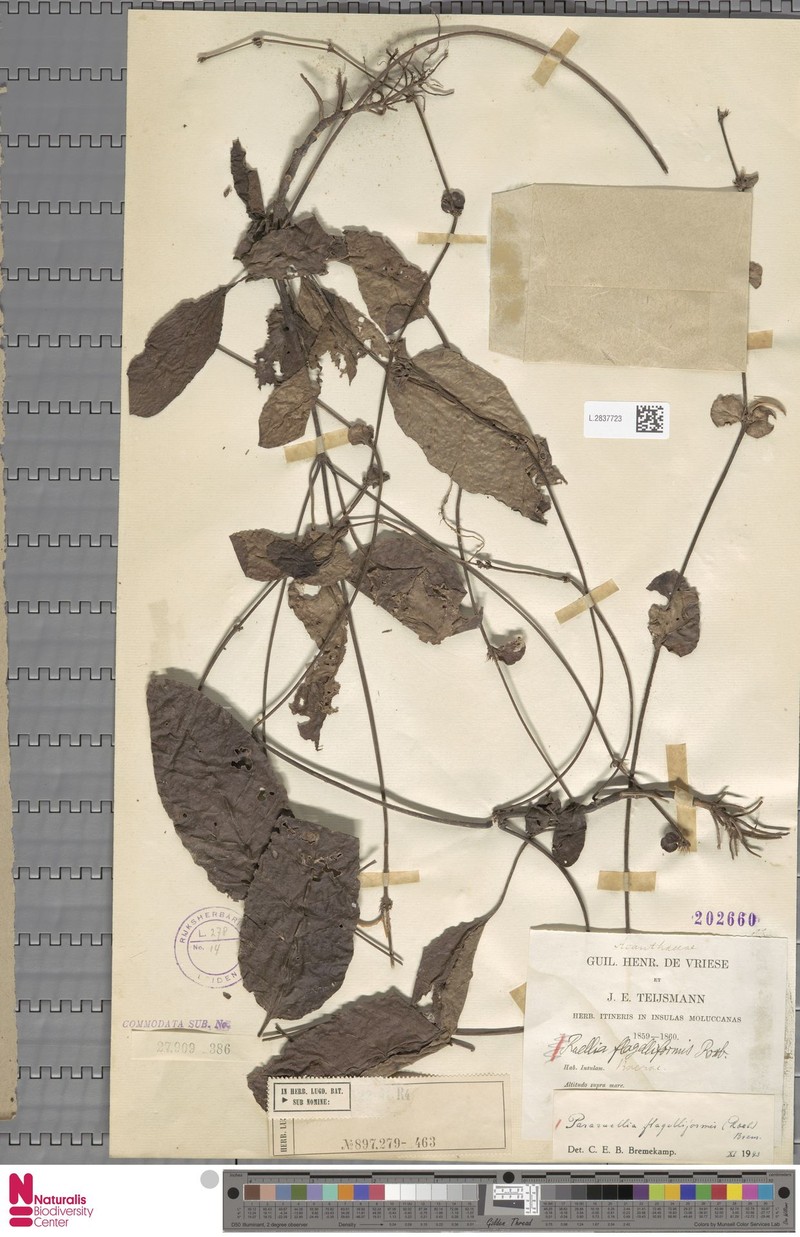 Pararuellia flagelliformis photo 3