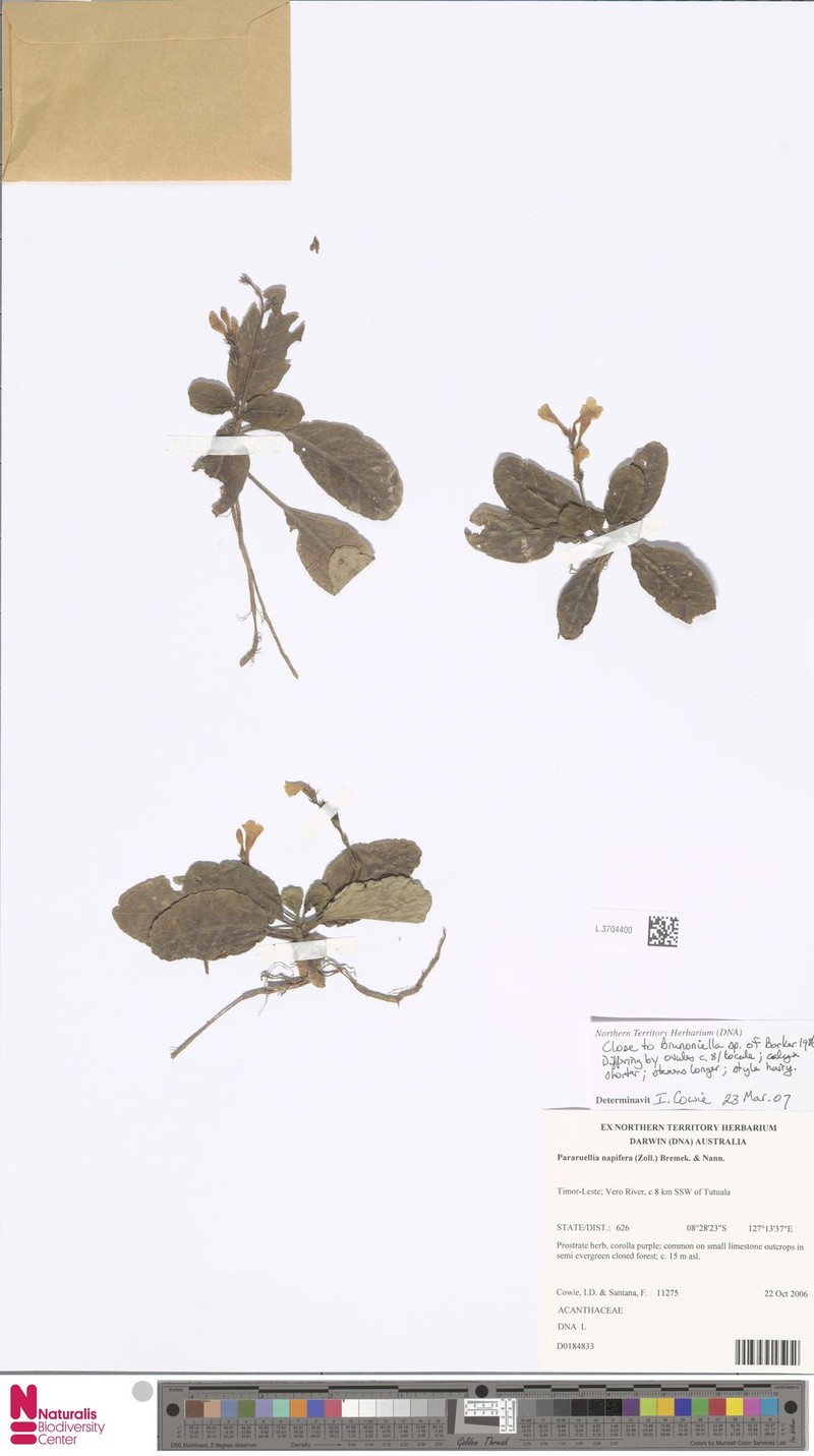 Pararuellia napifera