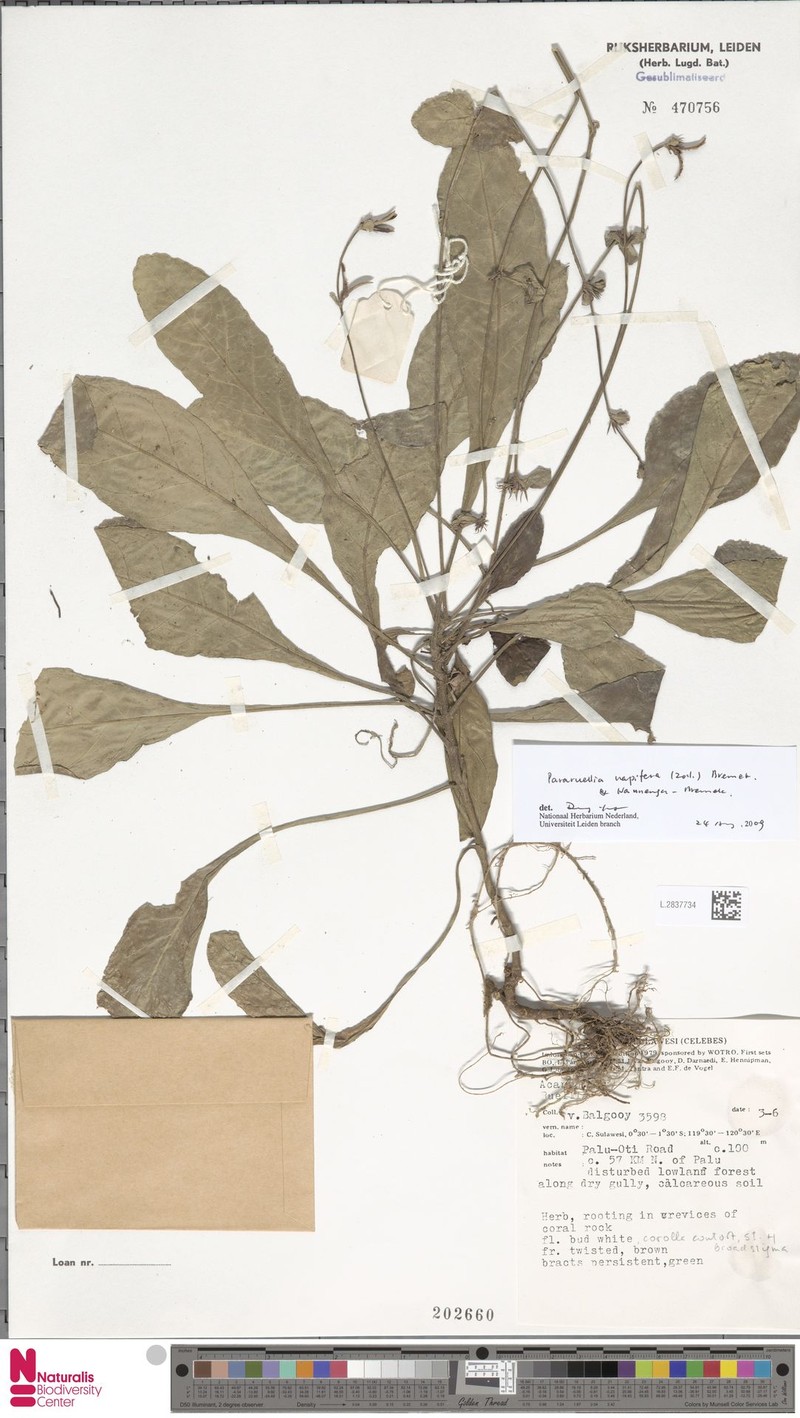 Pararuellia napifera photo 2