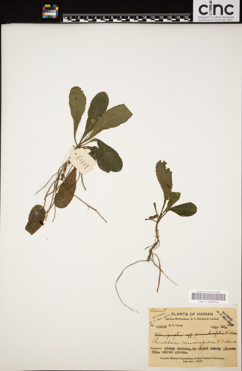 Pararuellia nudispica