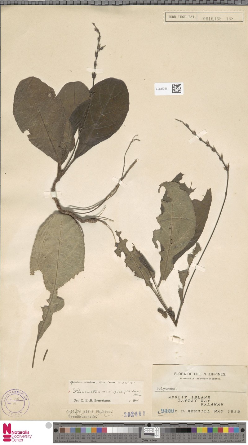 Pararuellia nudispica photo 2