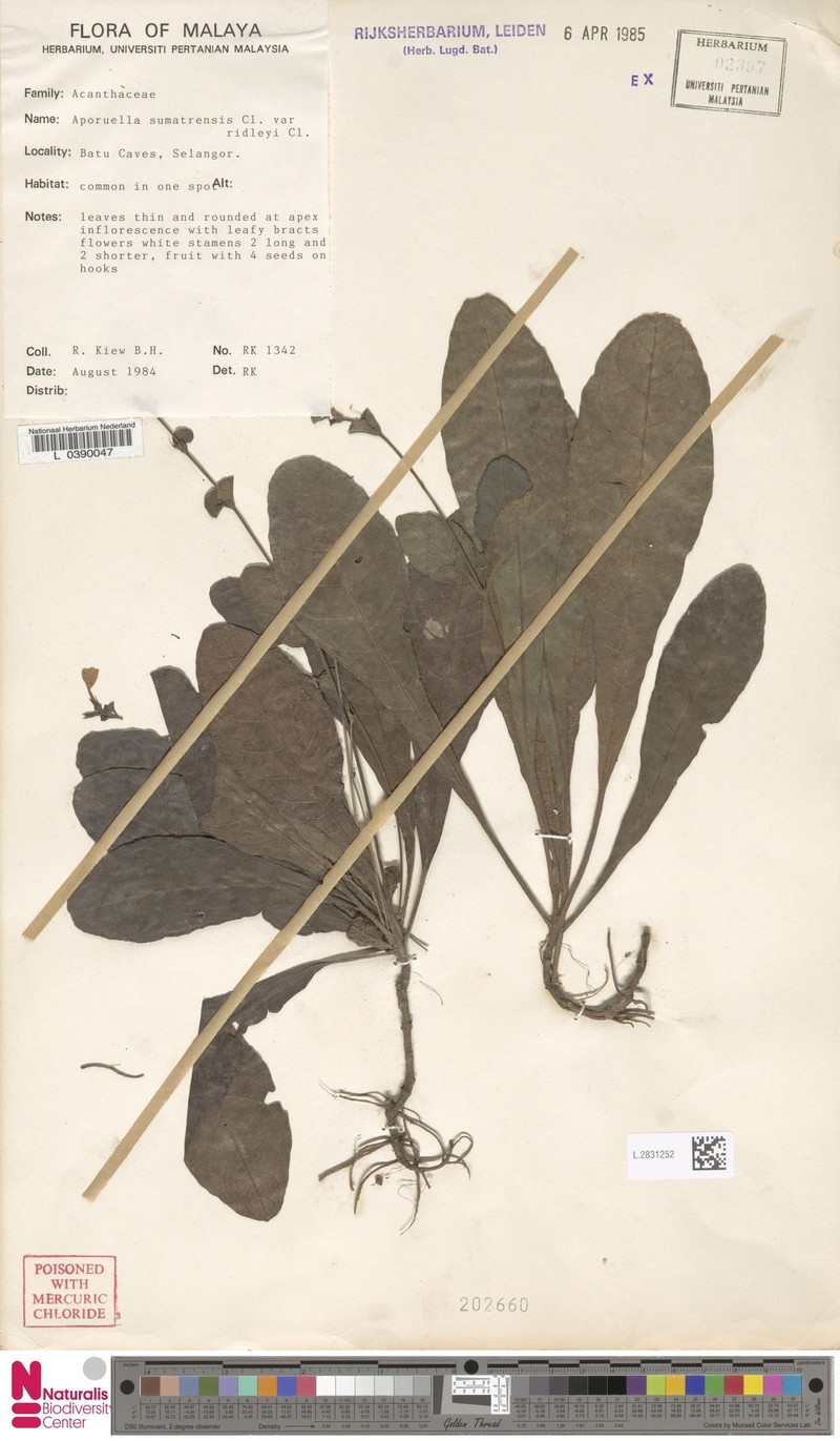 Pararuellia sumatrensis