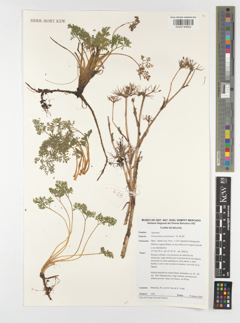 Paraselinum weberbaueri