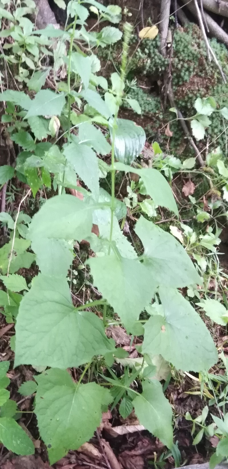 Eared Indian Plantain