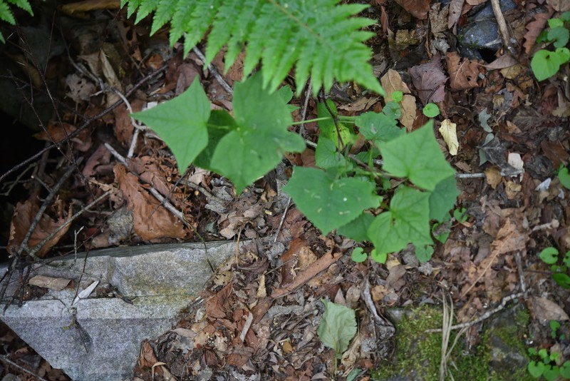 Eared Indian Plantain