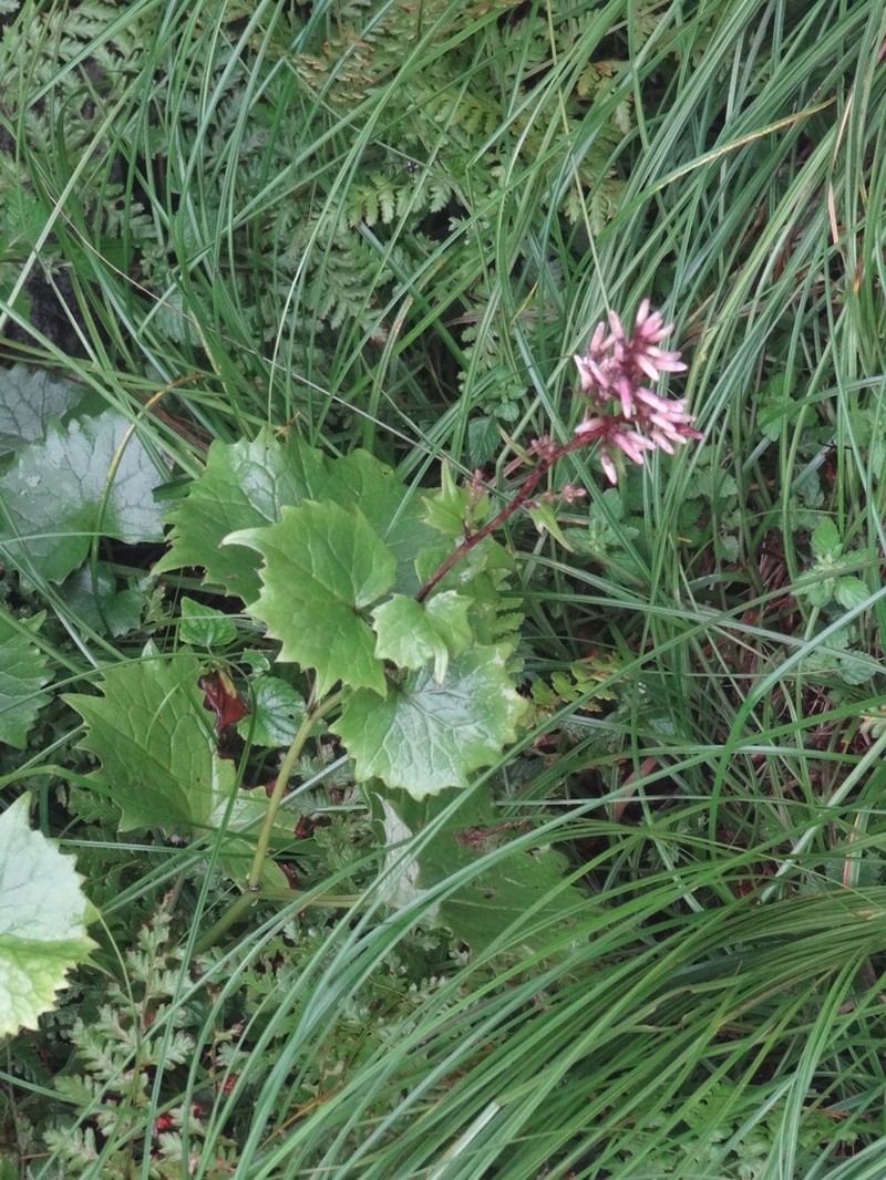 Eared Indian Plantain photo 2