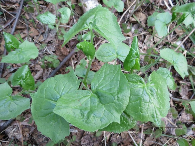 Eared Indian Plantain photo 3
