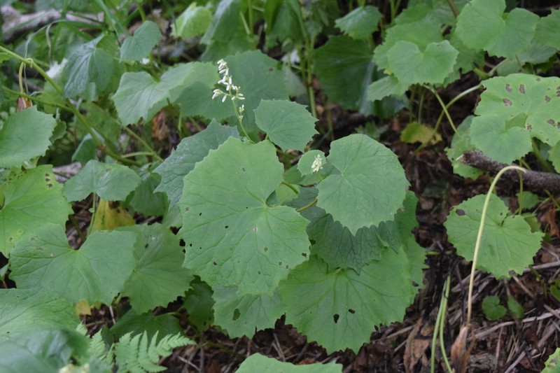 Eared Indian Plantain photo 4
