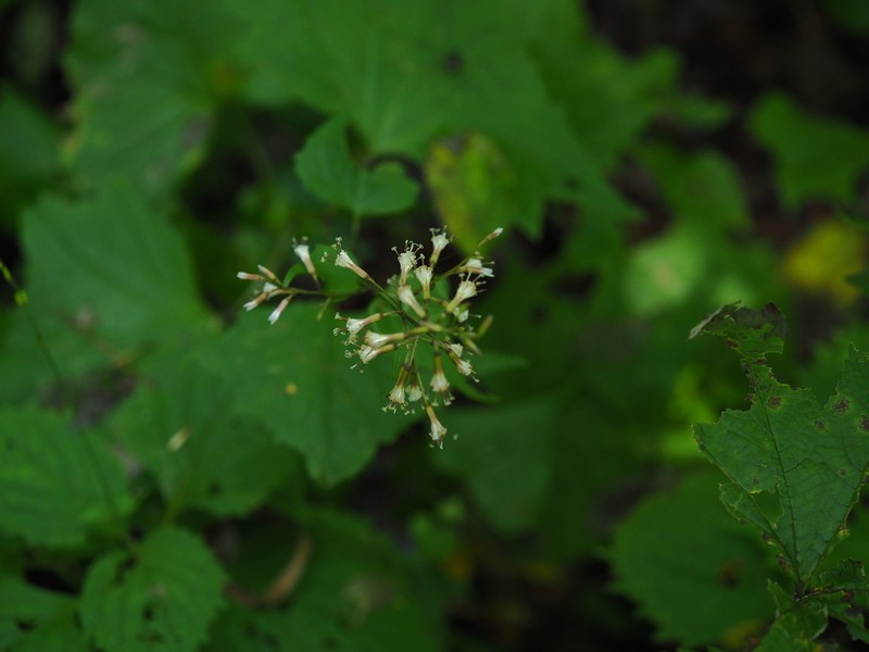 Eared Indian Plantain photo 5