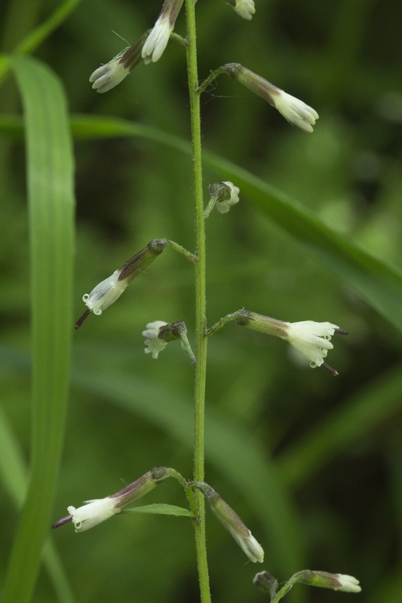 Eared Indian Plantain photo 6