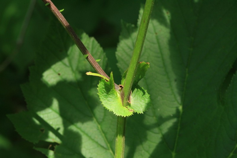 Eared Indian Plantain photo 7