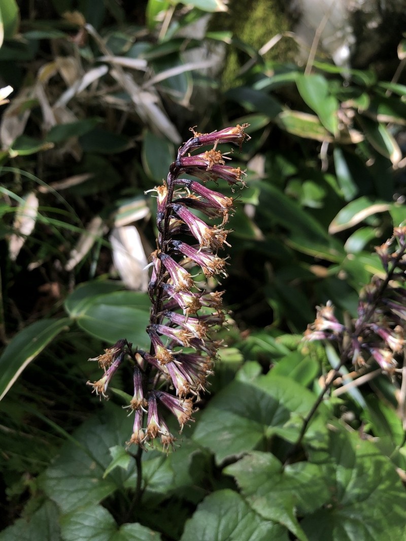 Eared Indian Plantain photo 8